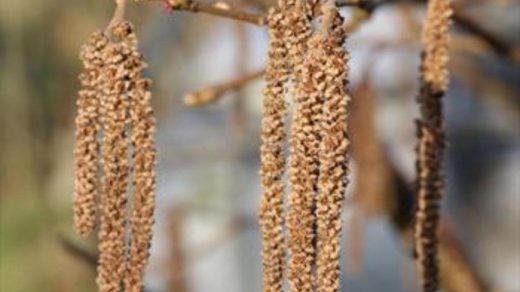 Hazelnut