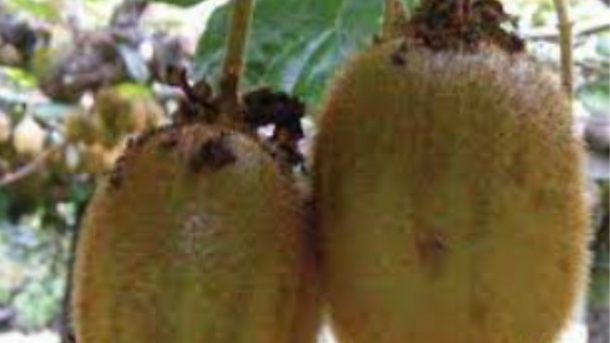 kiwi