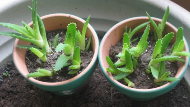 Aloe Vera Can You Grow Aloe Vera From Seed