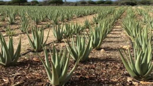 Aloe Vera