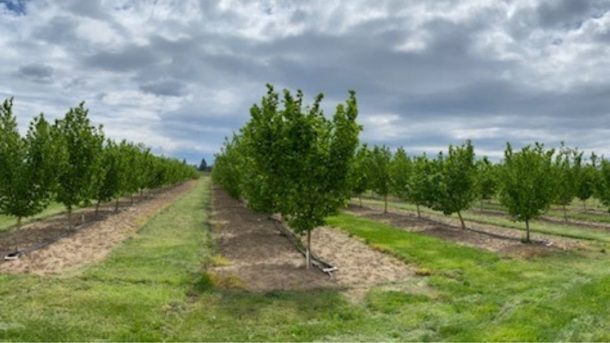 irrigation