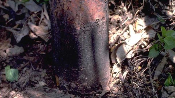 disease