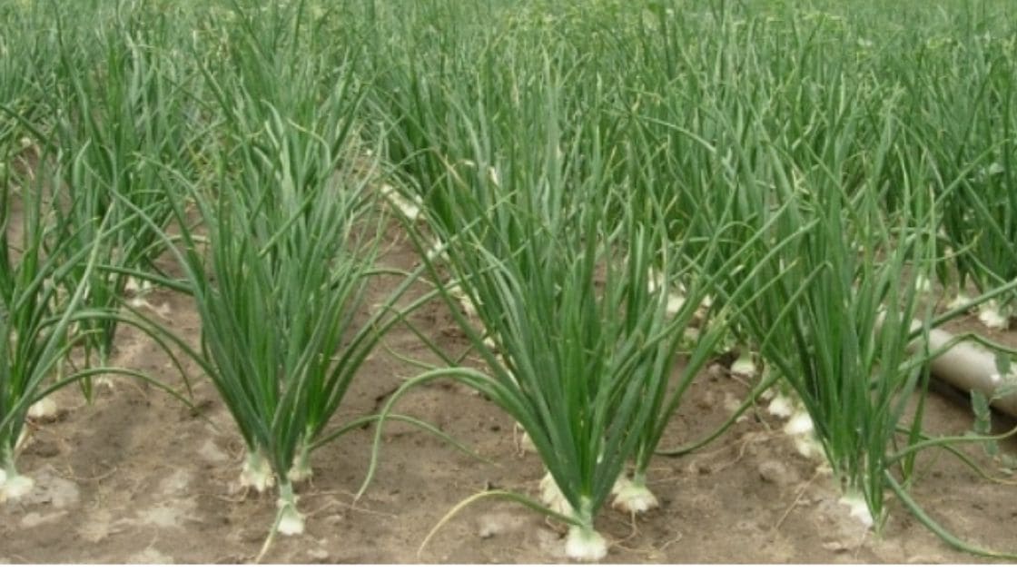 hectare :- is the requirement of seed rate of onion per hectare?