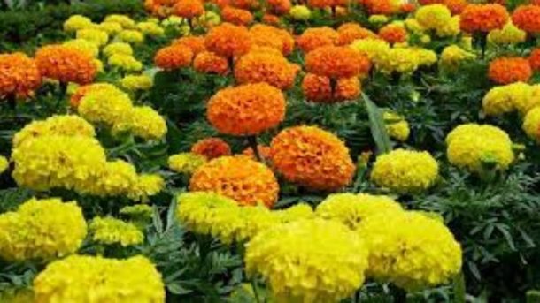 Main Varieties