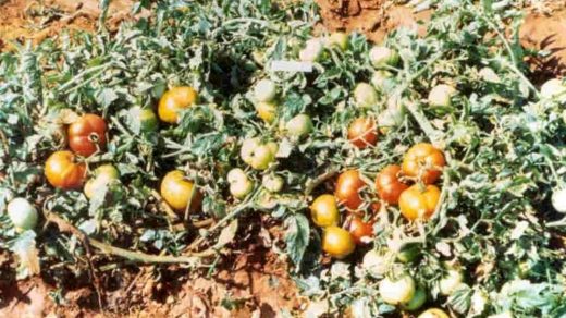 Arka Meghali