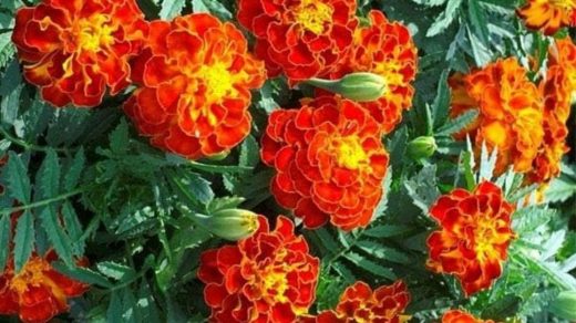French Marigold