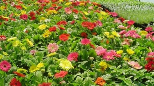 Planting
