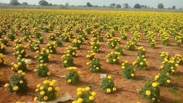 irrigation