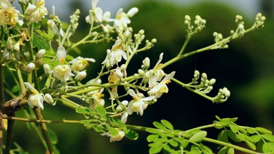 moringa :- bud worm in moringa and how it can be controlled?