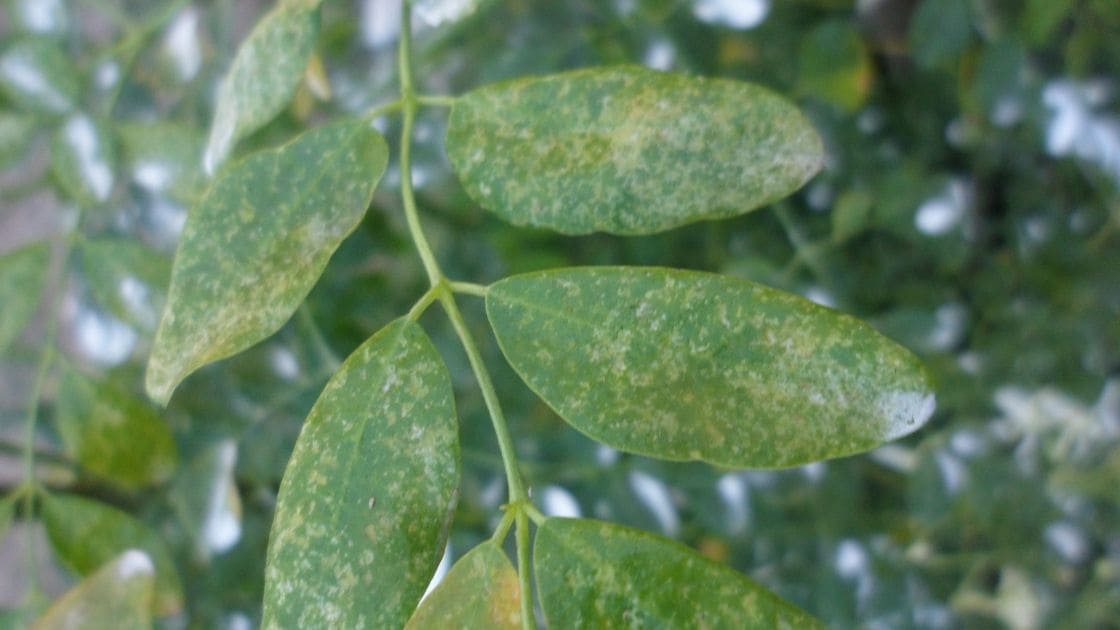 symptoms of powdery mildew in moringa and how it can be