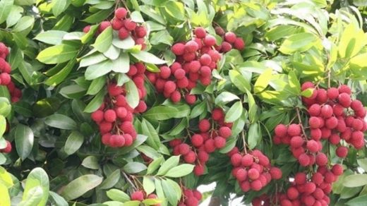 litchi