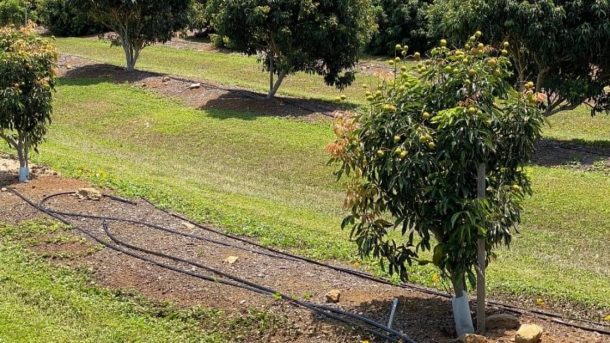 irrigation