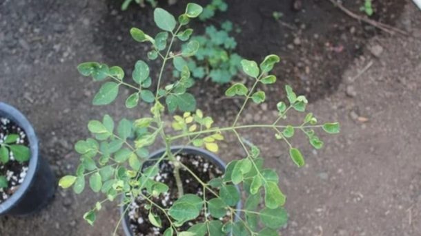 moringa