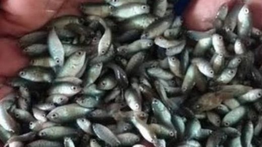 fish seed