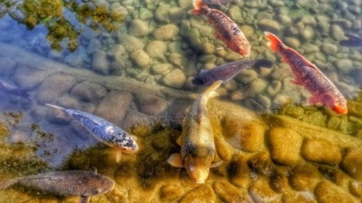 rearing pond