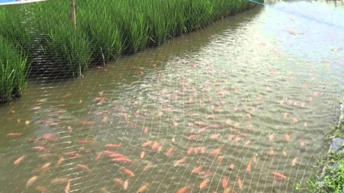 what-are-the-advantages-of-composite-fish-culture-agrisay