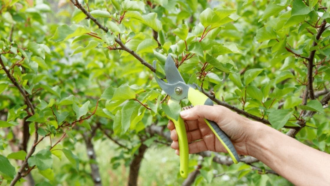 Training and Pruning is done in Cherry Fruit Cultivation?