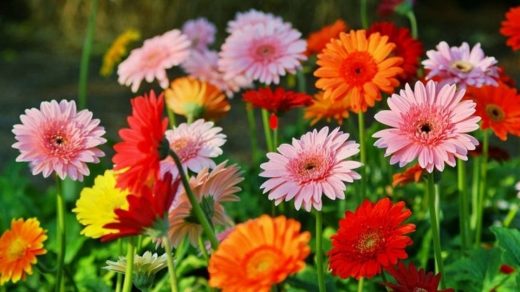 Gerbera