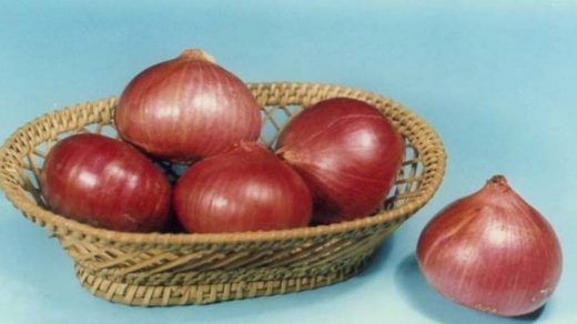 onion