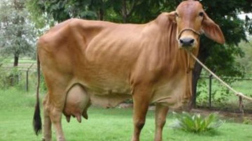 cow