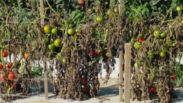 Tomato :- Damage In Tomato And How It Can Be Controlled?