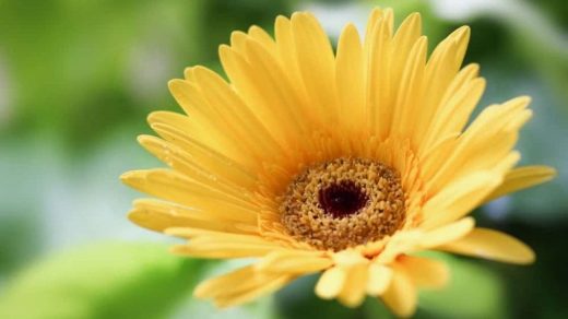 Yielding yellow