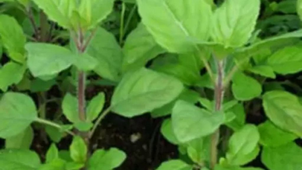 rama-tulsi-what-is-rama-tulsi-and-it-belongs-to-which-cultivar