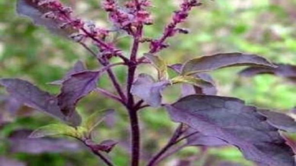 Krishna Tulsi