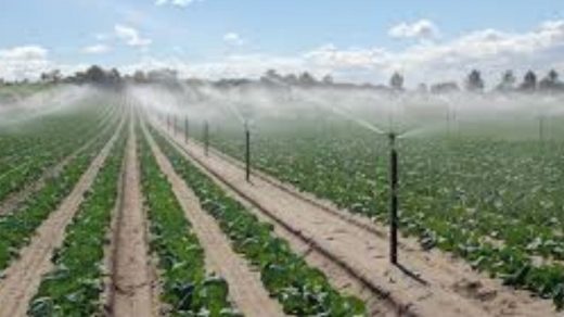 Sesame Farming