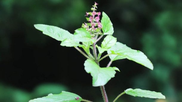 Babi Tulsi
