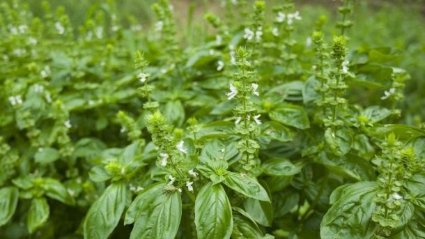 Pests and Diseases
