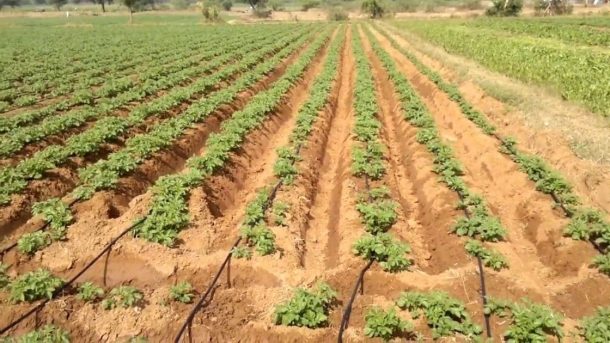 potato plants