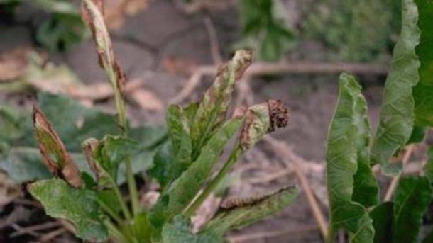Fusarium
