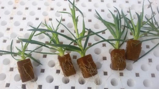 Propagation