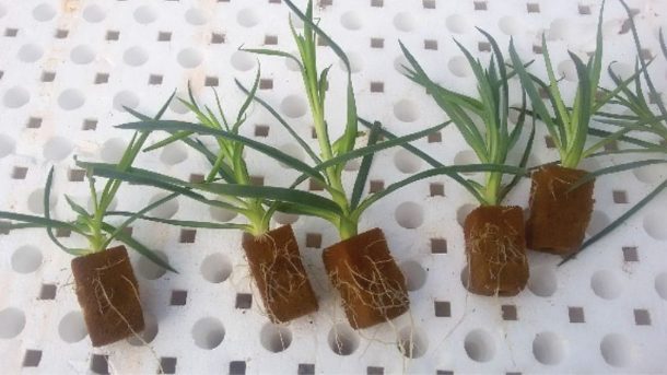 Propagation