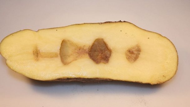 potato