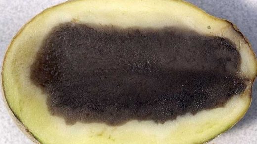 potato