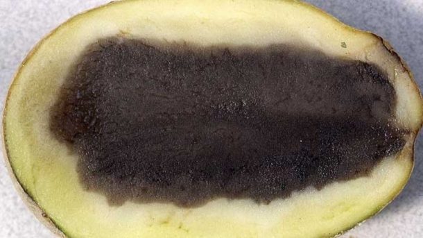 potato