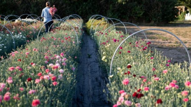 planting