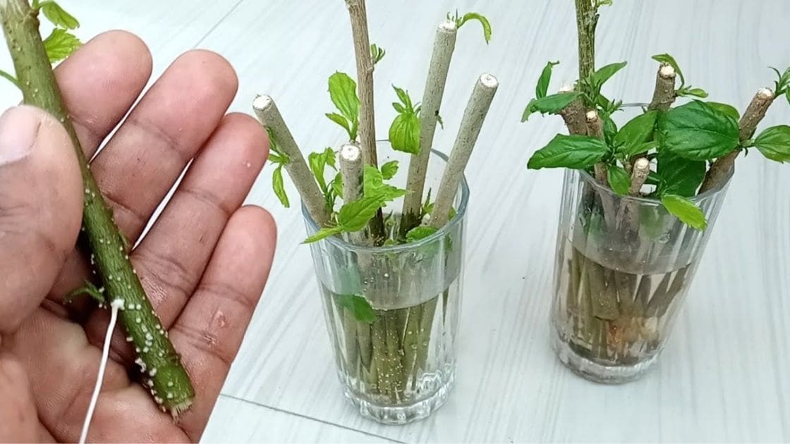 Propagate :- How to Propagate Hibiscus by cuttings?