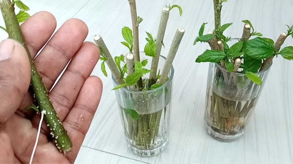 Propagate How To Propagate Hibiscus By Cuttings