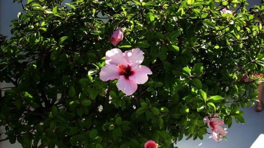Hibiscus