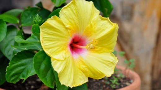 Hibiscus