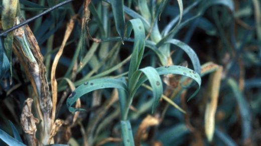 Alternaria blight