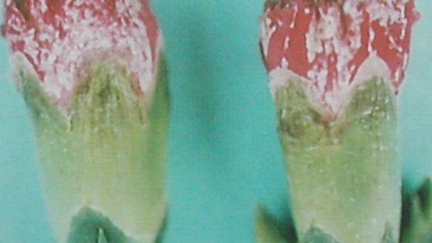 thrips