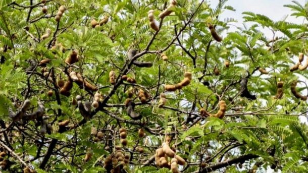 which-soil-is-suitable-for-organic-tamarind-production-agrisay