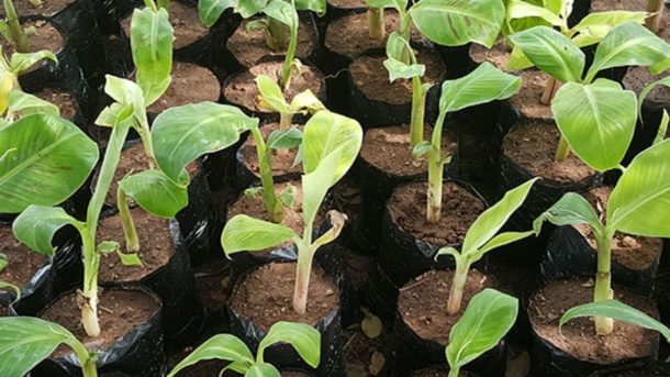 Dwarf Plantain