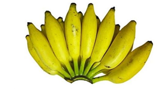 cultivar