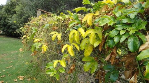 passion fruit