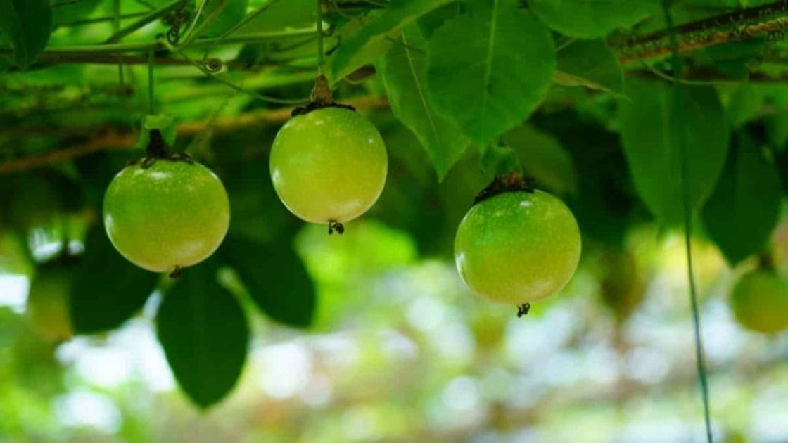 shriveling :- fruits shriveling in passion fruit to boost crop yield?